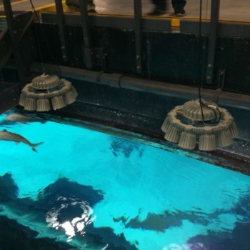 shark-aquarium
