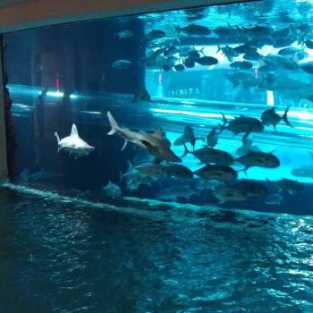 shark-fish-aquarium